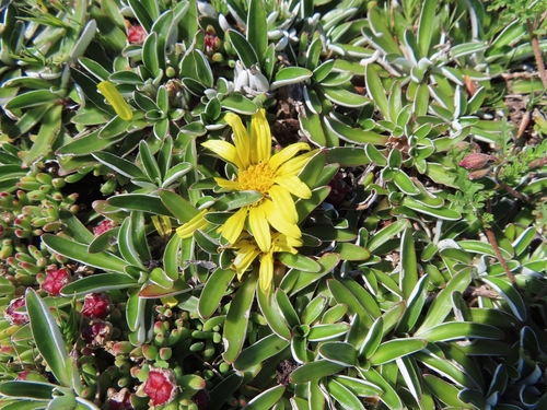 Image of Dymondia margaretae by (c) linkie, some rights reserved (CC BY)