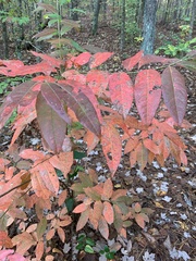 Oxydendrum