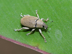 Colecerus virescens