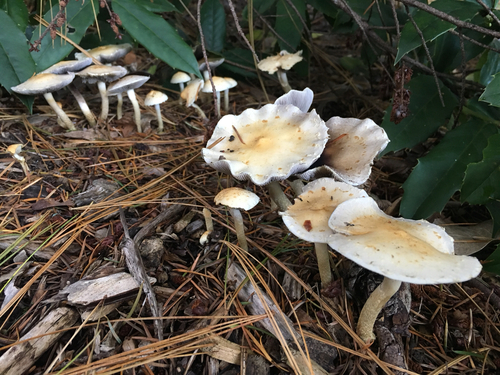 Leratiomyces nuotrauka