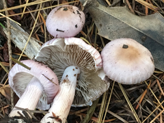 Cortinarius camphoratus