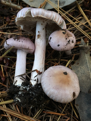 Cortinarius camphoratus