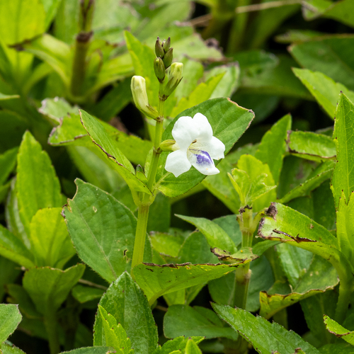 Asystasia intrusa