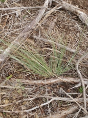 Muhlenbergia lindheimeri