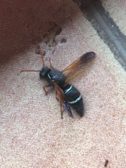 Hypodynerus vespiformis