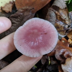 Mycena rosea