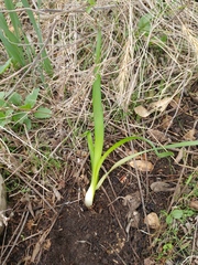 Zephyranthes drummondii