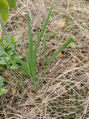 Zephyranthes drummondii