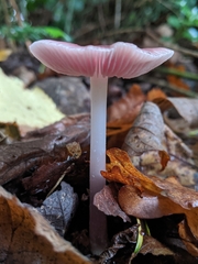 Mycena rosea