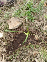 Zephyranthes drummondii