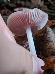 Mycena rosea