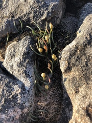 Ornithogalum rupestre