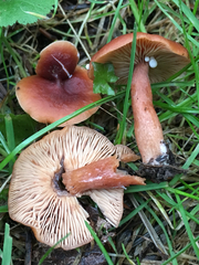 Lactarius subflammeus