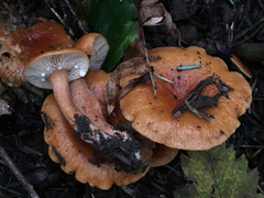 Lactarius subflammeus