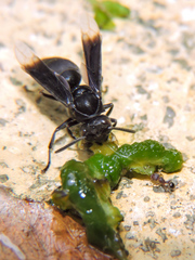 Parachartergus apicalis