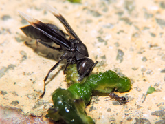 Parachartergus apicalis