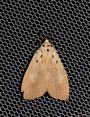 Asota iodamia