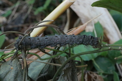 Lebeda nobilis