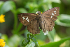 Seseria formosana