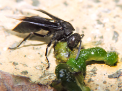 Parachartergus apicalis