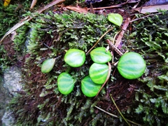 Peperomia quadrangularis