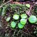 Peperomia quadrangularis - Photo (c) Carlos G Velazco-Macias, alguns direitos reservados (CC BY-NC), enviado por Carlos G Velazco-Macias