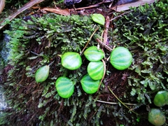 Peperomia quadrangularis