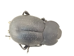 Platynotus punctatipennis