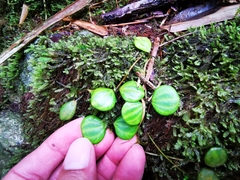 Peperomia quadrangularis