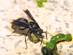Parachartergus apicalis