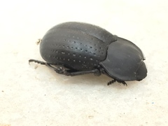 Platynotus punctatipennis