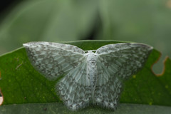 Leucodrepana serratilinea