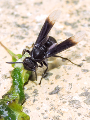 Parachartergus apicalis