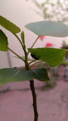 Eriopis connexa