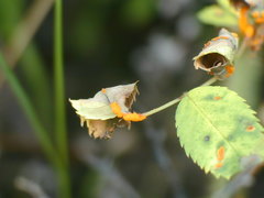 Puccinia recondita