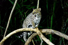 Leopardus pardalis mitis