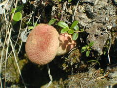 Suillus paluster