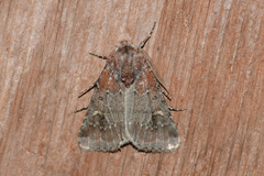 Eucoptocnemis fimbriaris