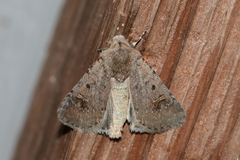 Eucoptocnemis fimbriaris