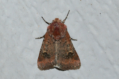 Eucoptocnemis fimbriaris