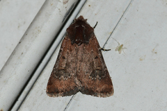 Eucoptocnemis fimbriaris