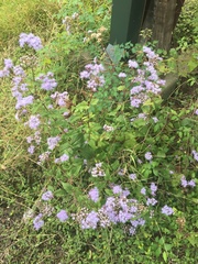 Conoclinium coelestinum