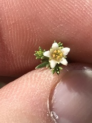 Diosma acmaeophylla