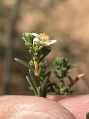 Diosma acmaeophylla