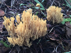 Ramaria sandaracina