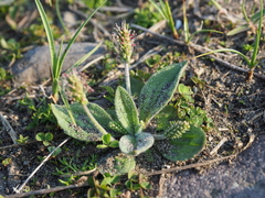 Plantago camtschatica