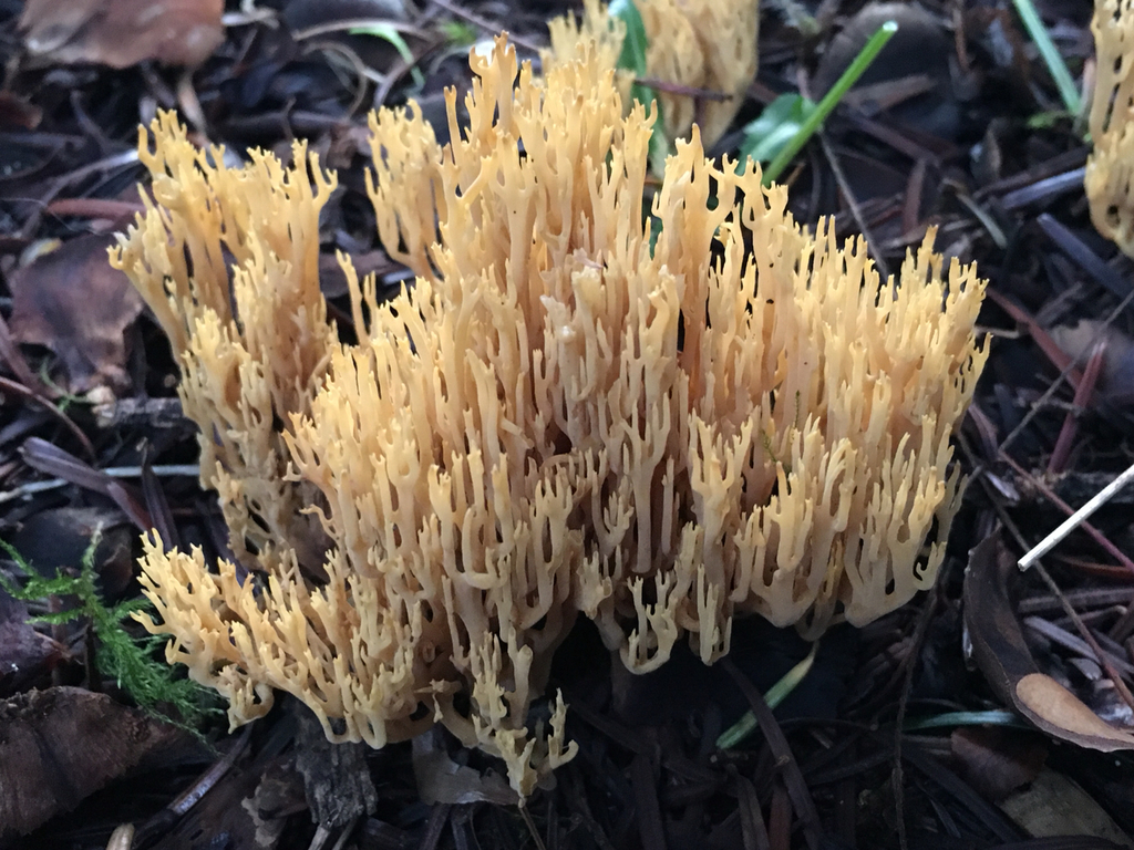 Ramaria sandaracina