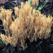 Ramaria sandaracina - Photo (c) Damon Tighe, some rights reserved (CC BY-NC), uploaded by Damon Tighe