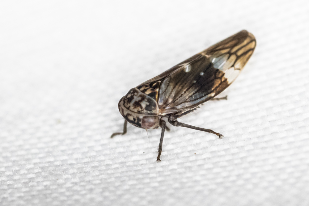 Idiocerus productus