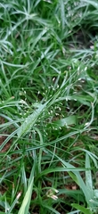 Eragrostis amabilis
